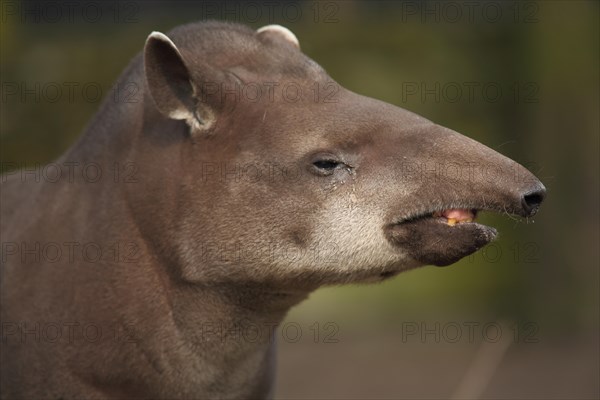 Lowland tapir