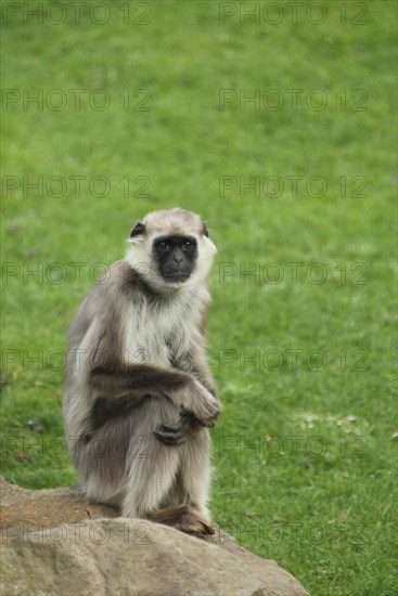 Northern plains gray langur