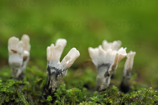 Candlestick fungus