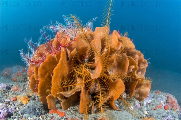 Bryozoan rose coral Pentapora fascialis