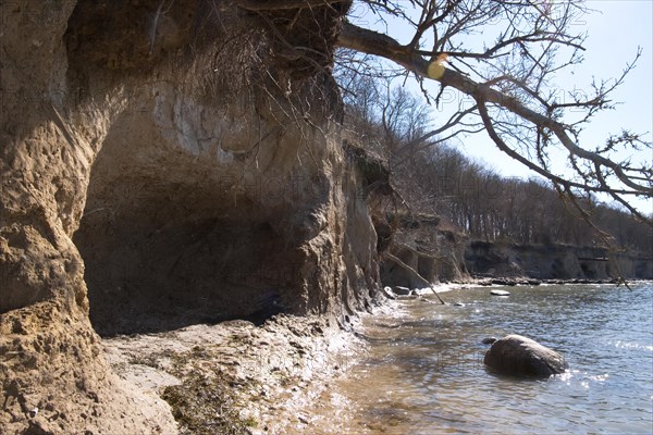 Break-off edge on the natural beach of the Baltic Sea in spring. Erosion on the steep coast leads to washouts and erosion. A tree is threatened with falling. Cliff on the western shore