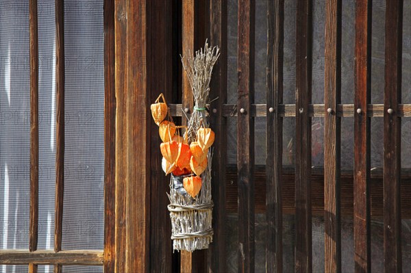 Dried Japanese Lantern Physalis alkekengi ornament on house window at Narai-juku traditional small town in Nagano Japan