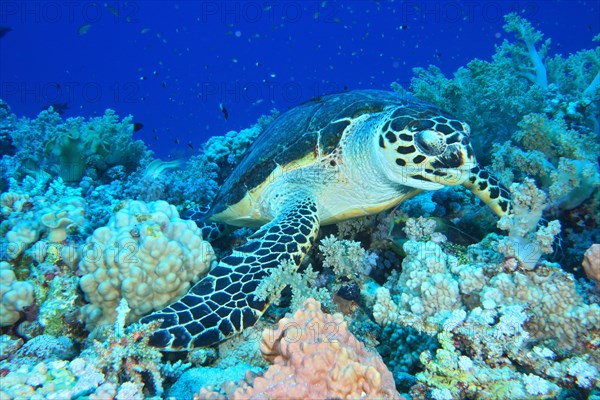 Hawksbill sea turtle