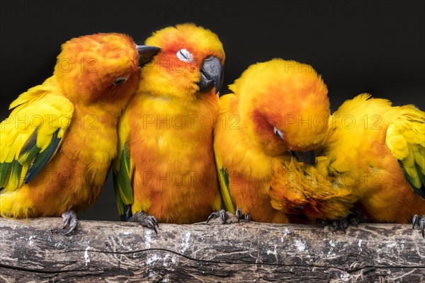 Sun parakeets