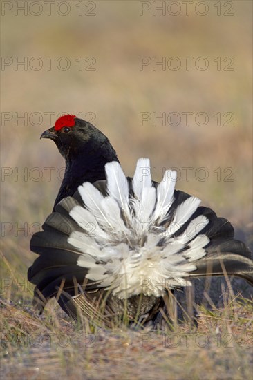 Black grouse