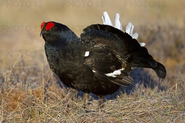 Black grouse