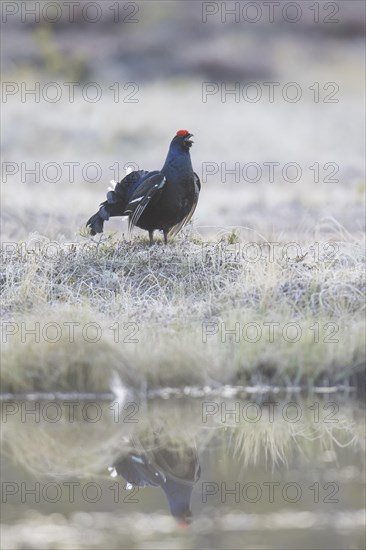 Black grouse