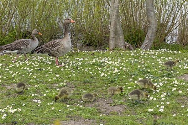 Greylag geese