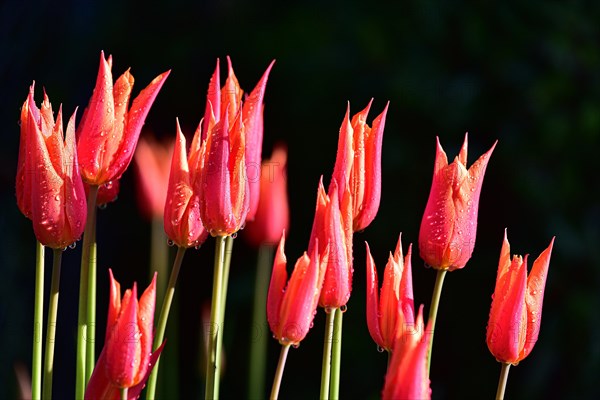 Red tulips