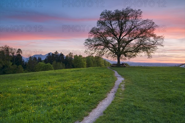 Linden tree at sunset