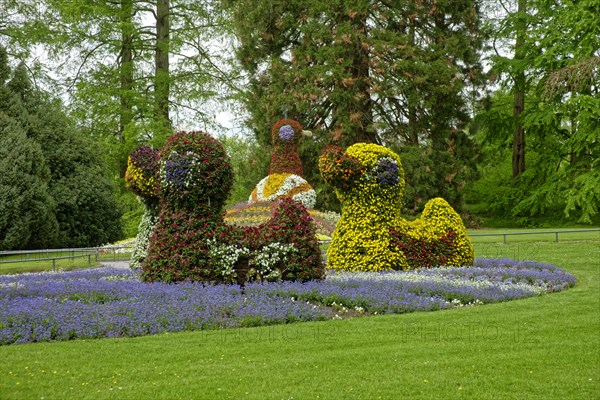 Ducks and peacock