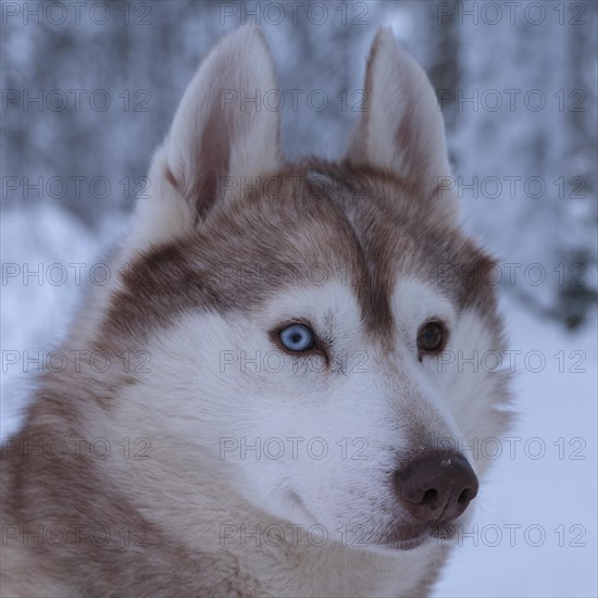 Husky with different eye colour