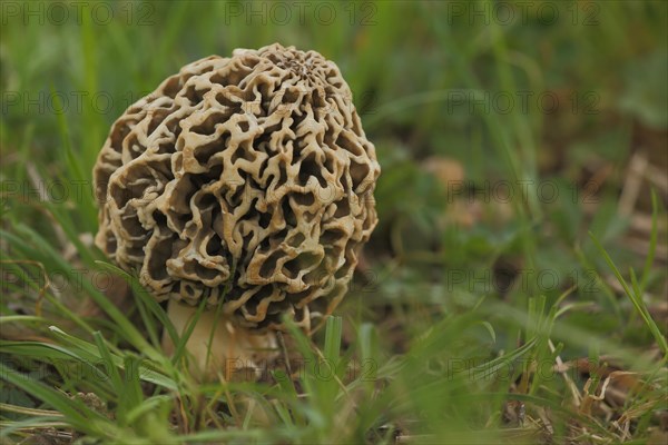 Grey edible morel