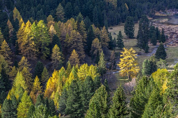 Yellow-coloured larches in autumn at Lake Palpuogna