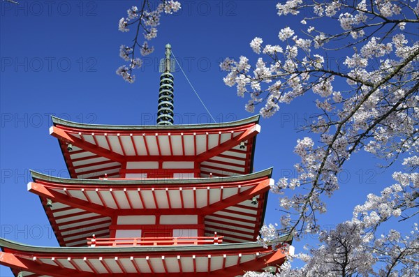 Chureito pagoda and cherry blossoms Fujiyoshida city Yamanashi Japan