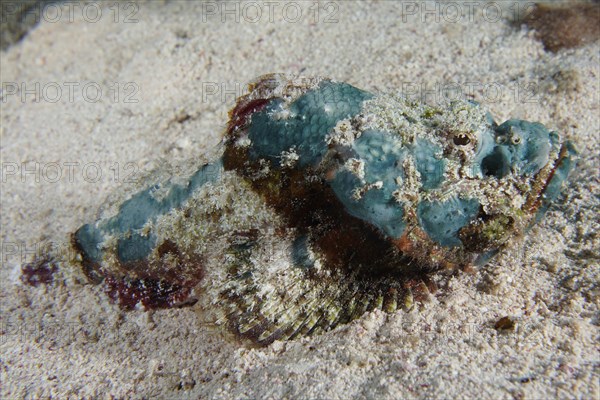 Juvenile false stonefish