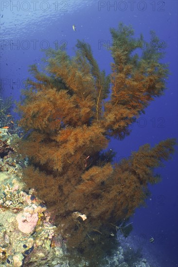 Black coral