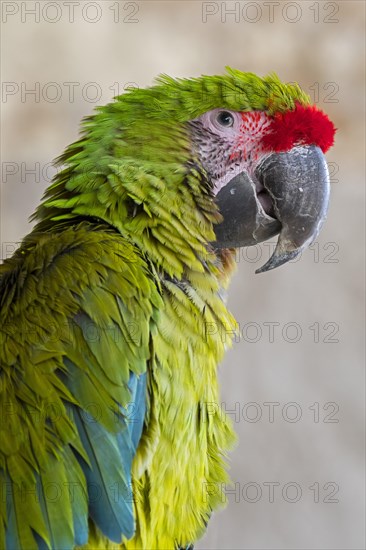 Great green macaw