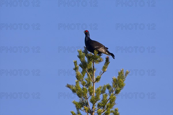 Black grouse