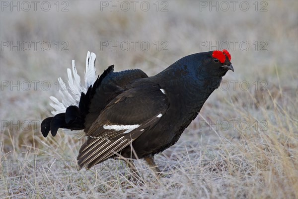 Black grouse