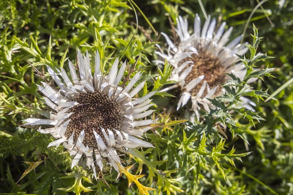 Silver thistle