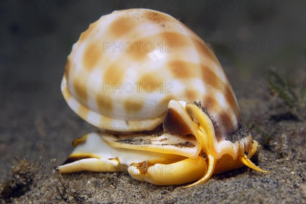 Helmet snail