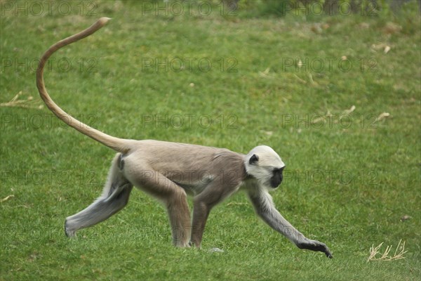 Northern plains gray langur