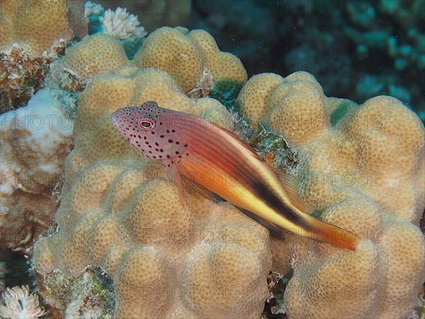 Black-sided hawkfish