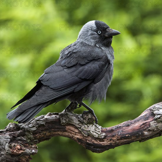 Western Jackdaw