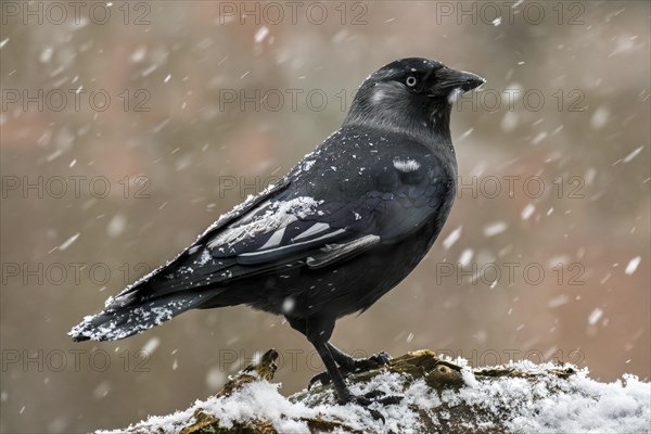 Leucistic Western jackdaw