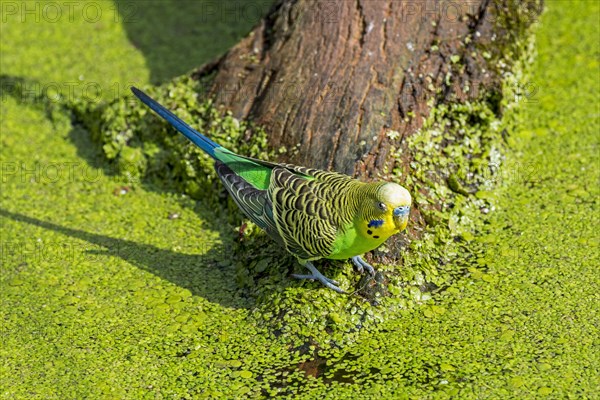 Colourful budgerigar