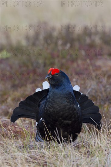 Black grouse