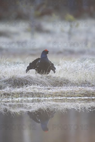 Black grouse