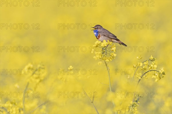 Bluethroat