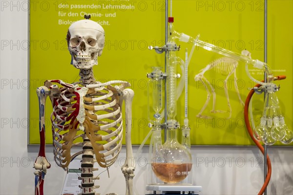 Skeleton preparation for biology lessons