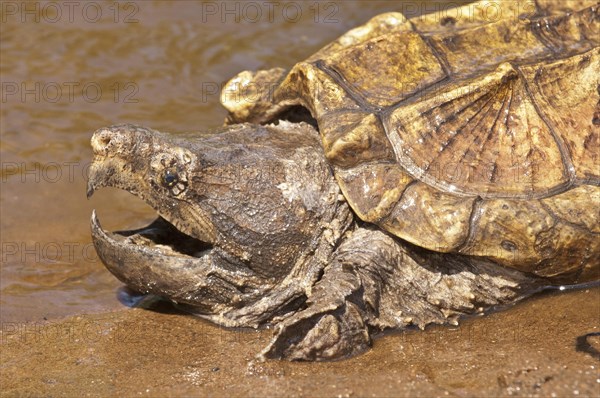 Alligator snapping turtle