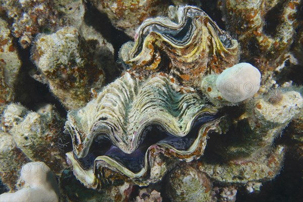 Fluted giant clam