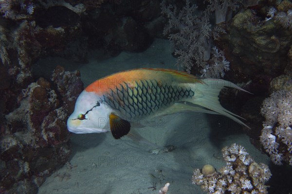 Sling-jaw wrasse