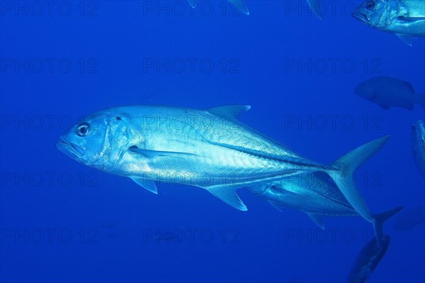 Bigeye mackerel