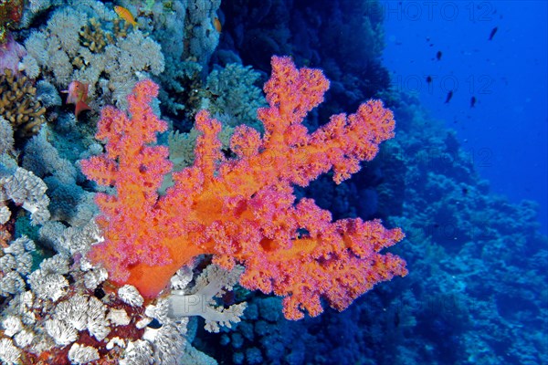 Hemprich's tree coral