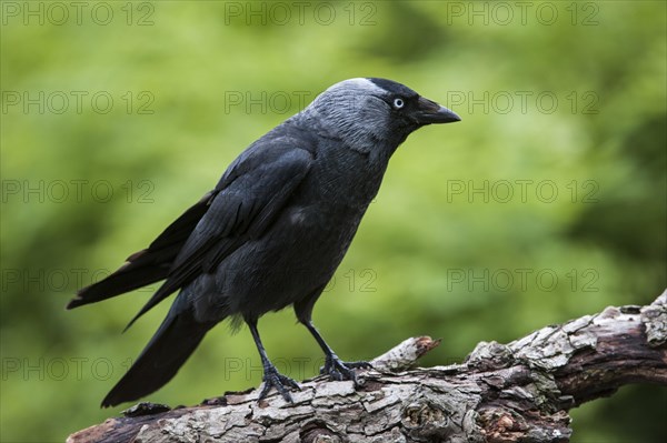 Western Jackdaw