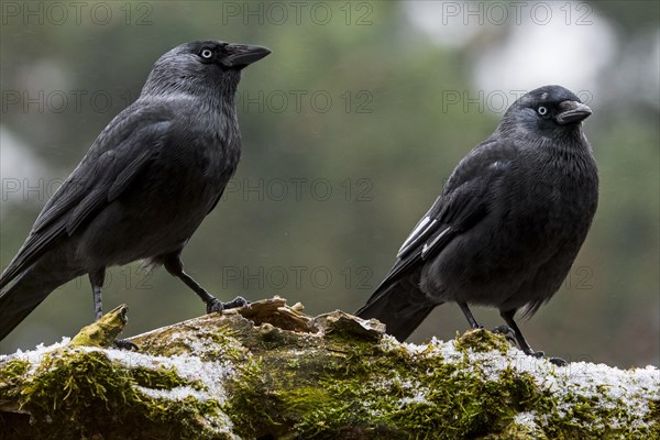 Leucistic Western jackdaw showing white wing feathers due to partial leucism and normal European jackdaw