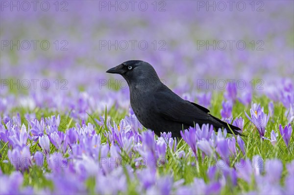 Western jackdaw