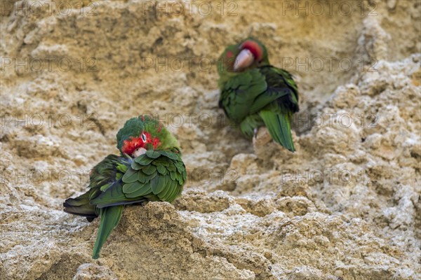 Mitred parakeets