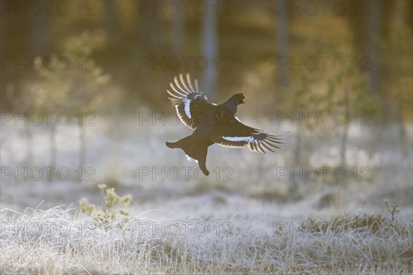 Black grouse