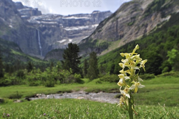 Greater butterfly orchid