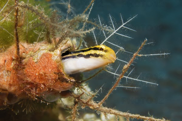 Striped mimicry blenny