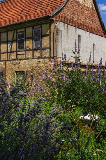 Herbs in the monastery garden of the former Benedictine monastery of St. Wigbert in Goellingen near Bad Frankenhausen in Kyffhaeuserland