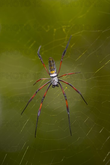 Madagascar silk spider