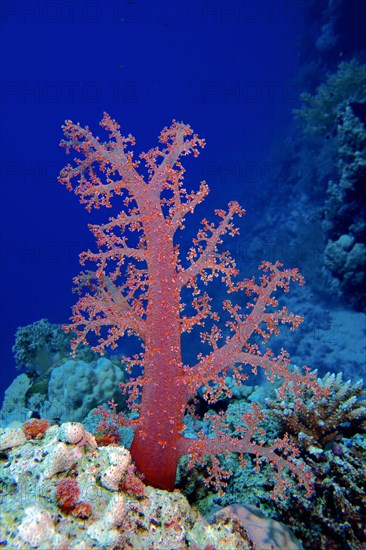 Klunzinger's tree coral